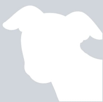 Moss adoptable dog