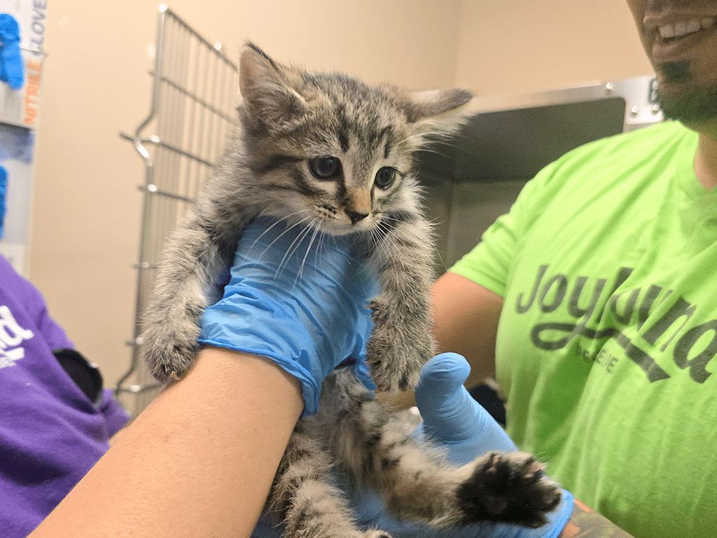 Regional Collaboration with Joybound People & Pets During Orange County Emergency Saves Pet Lives 