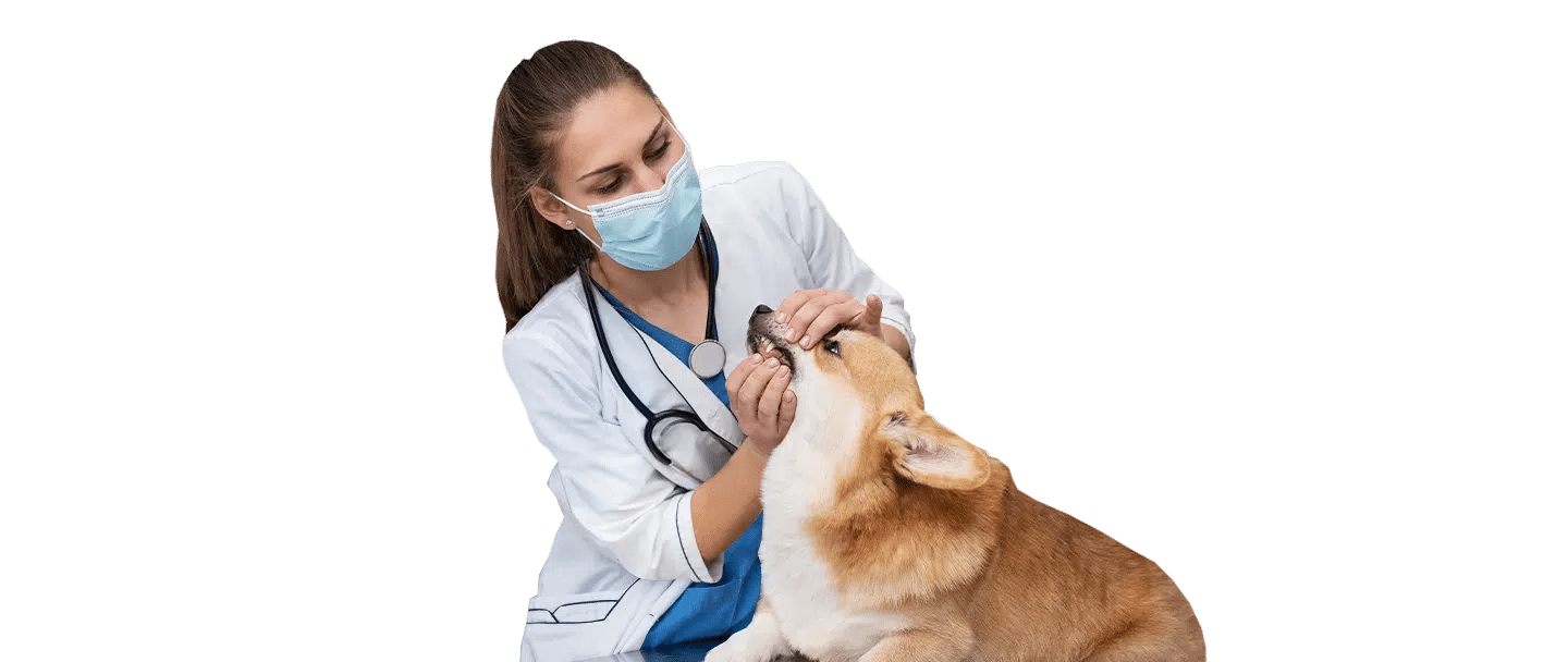 A masked veterinarian at Joybound examines a tan dog on a white background.